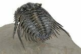 Spiny Leonaspis Trilobite - Amazing Flying Preparation #241435-4